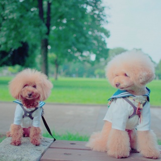 �K�[���t�����h♡