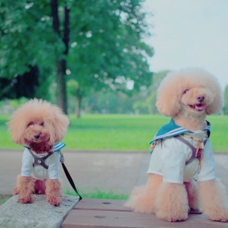 �f���f���[