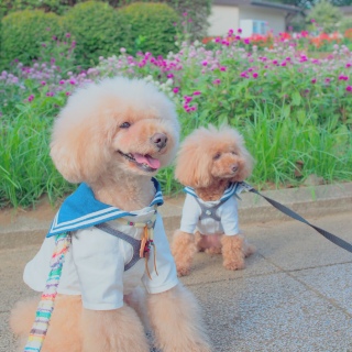 �Z���j�`�R�E