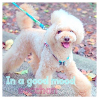 ������ƑO��