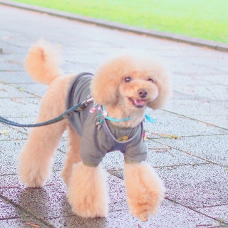 ���̓���