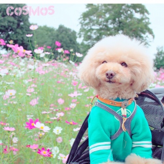 �����ɂ���