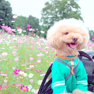 �R�X���Xpic