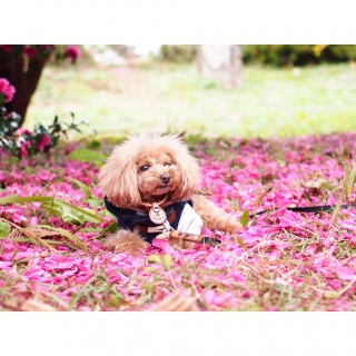 �s���N��