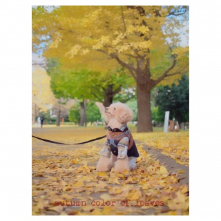 ������