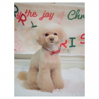 �g���~���O�`��