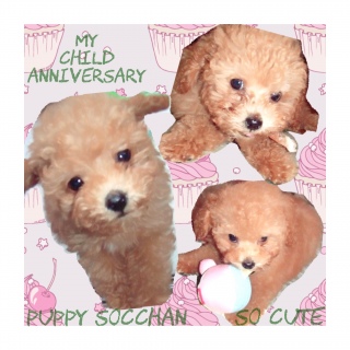 �悤�����䂪�Ƃ�