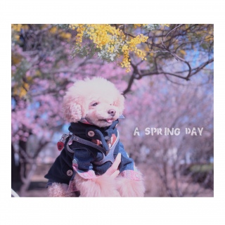 �s���N�Ɖ��F