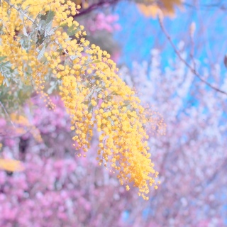 �s���N�Ɖ��F