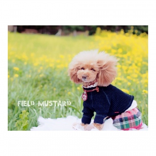 �����ʐ^����