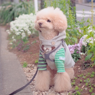 ���C�ɓ���