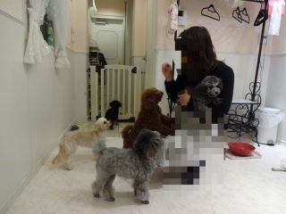 �p�s�[�����