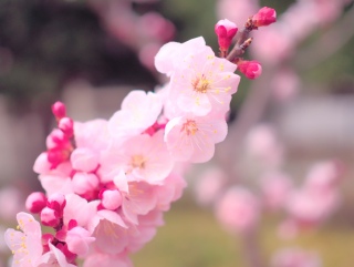 �Ƃ��Ă��Y��?