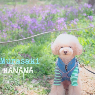 ��T����pic