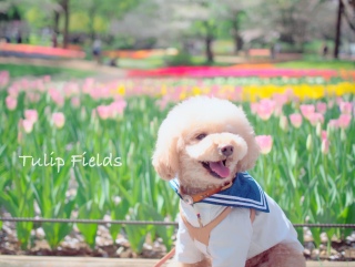 �`���[���b�v