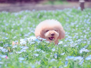 �l���t�B����