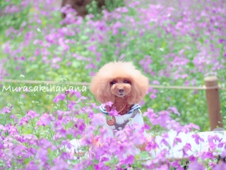 �����T�L�n�i�i