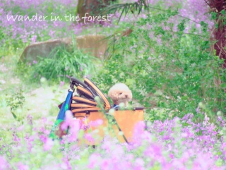 �����T�L�n�i�i��