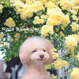 ���b�R�E�o��