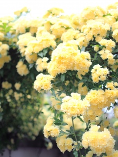 ���b�R�E�o��