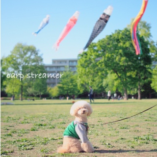 ���ǂ��̓�