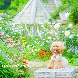 �����ʐ^����