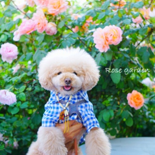 ���[�Y�J�t�F