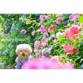 ���[�Y�J�t�F