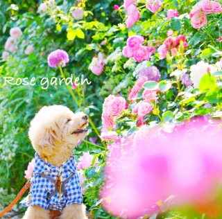 ���[�Y�J�t�F