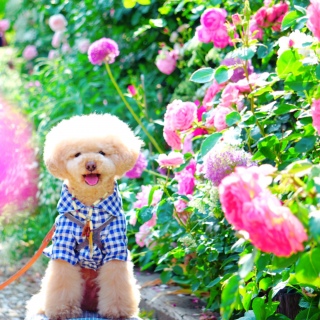 ���[�Y�J�t�F