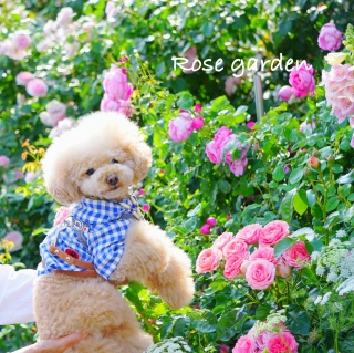 ���[�Y�J�t�F