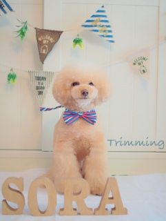 �g���~���O