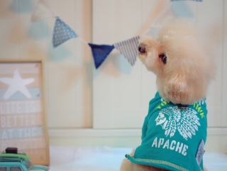 �o�b�N�V���b�g