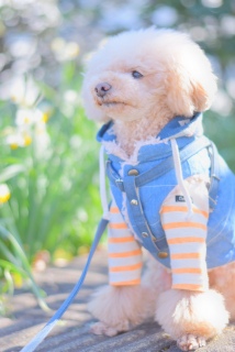 ���C�ɓ����