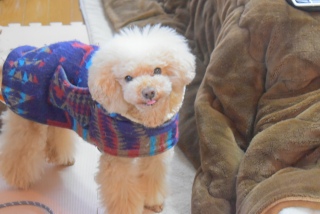 �Ȃ񂿂�[���킢��