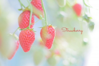 ���������~🍓