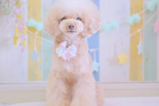 �g���~���O✂️