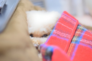 ���ڂ������