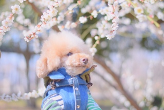 �܂����܂�����