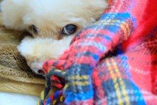 �������܂�~