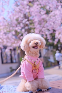 ���̏T����